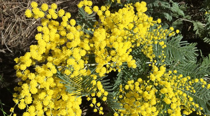 The Mountain Gardener | Allergy Season is Upon Us Once Again acacia