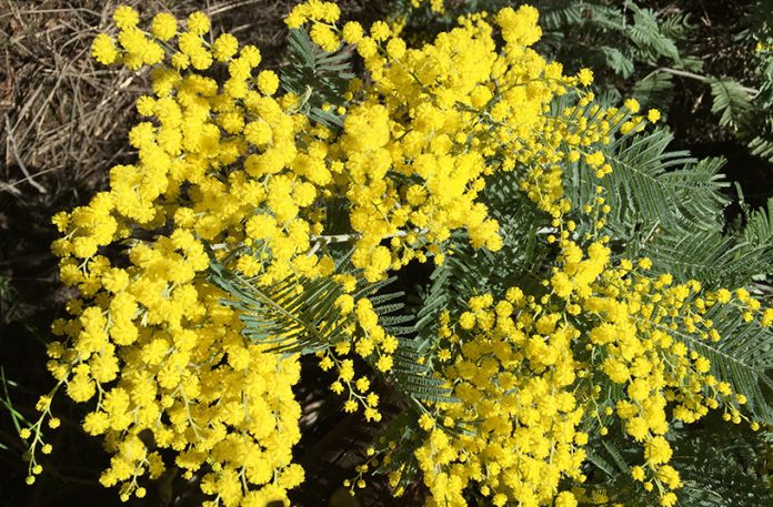 TMG acacia_baileyana_closeup acacia