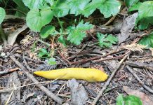 The Mountain Gardener | February in the Garden Banana slug