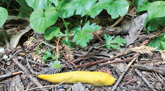 The Mountain Gardener | February in the Garden Banana slug