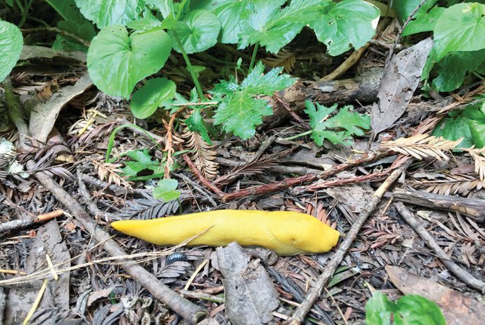 Banana slug