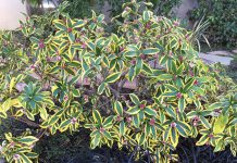 The Mountain Gardener | Love is In the Air: Plant Reproduction Daphne