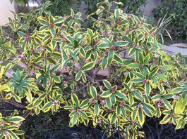 The Mountain Gardener | Love is In the Air: Plant Reproduction Daphne