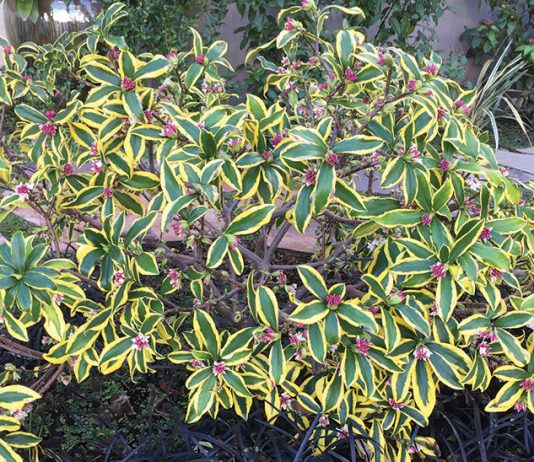 The Mountain Gardener | Love is In the Air: Plant Reproduction Daphne