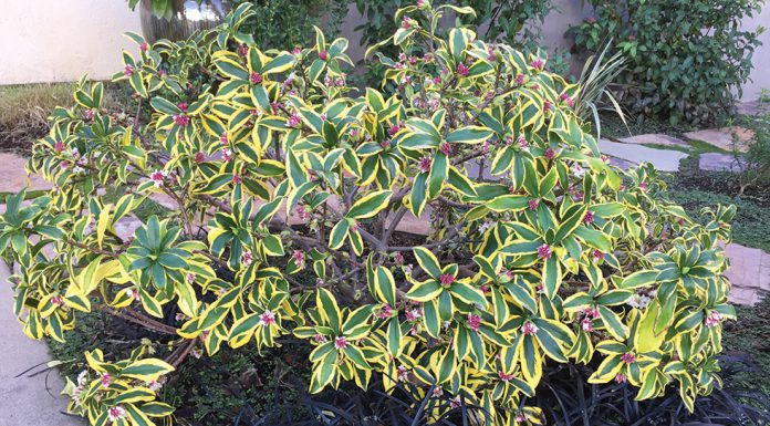 The Mountain Gardener | Love is In the Air: Plant Reproduction Daphne