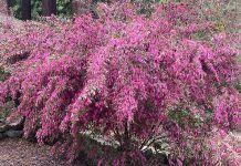 The Mountain Gardener | Tips for Planting Success This Season Bush Clover
