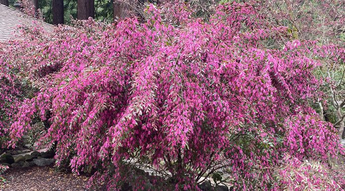 The Mountain Gardener | Tips for Planting Success This Season Bush Clover