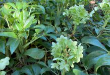 The Mountain Gardener | Phenology and You Corsican hellebore
