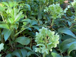 The Mountain Gardener | Phenology and You Corsican hellebore