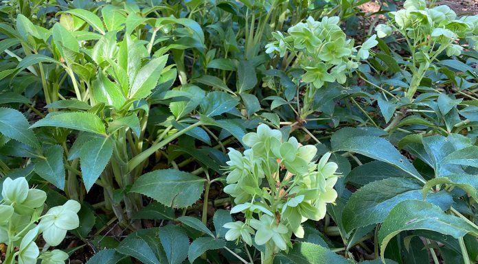 The Mountain Gardener | Phenology and You Corsican hellebore