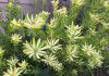 The Mountain Gardener | St. Patrick’s Day Isn’t the Only Time for Green Safari Goldstrike Conebush