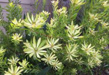 The Mountain Gardener | St. Patrick’s Day Isn’t the Only Time for Green Safari Goldstrike Conebush