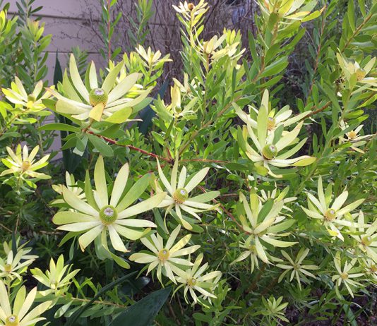 The Mountain Gardener | St. Patrick’s Day Isn’t the Only Time for Green Safari Goldstrike Conebush