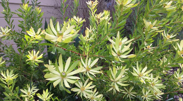 The Mountain Gardener | St. Patrick’s Day Isn’t the Only Time for Green Safari Goldstrike Conebush