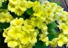 The Mountain Gardener | Fragrant Spring in the Garden primroses