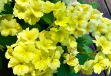 The Mountain Gardener | Fragrant Spring in the Garden primroses
