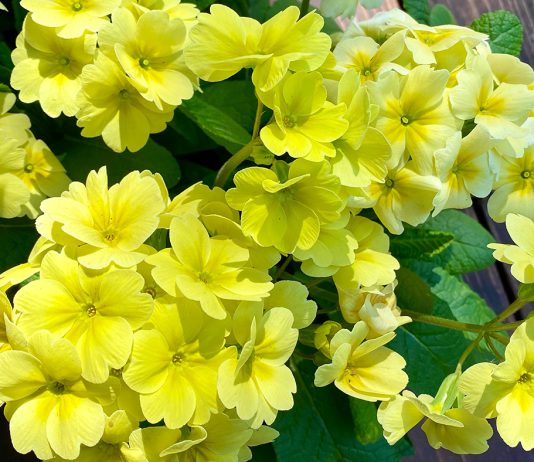 The Mountain Gardener | Fragrant Spring in the Garden primroses