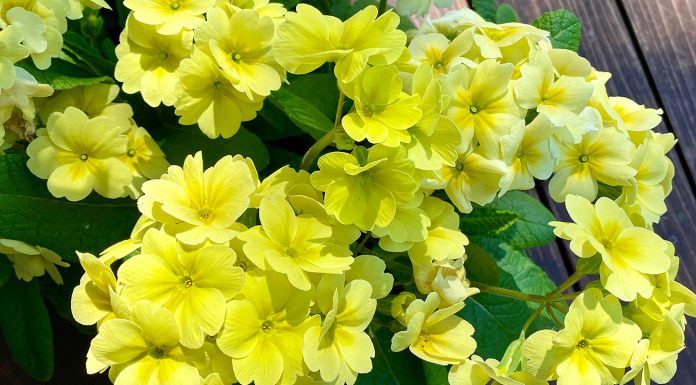 The Mountain Gardener | Fragrant Spring in the Garden primroses