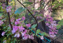 The Mountain Gardener | March Tasks in the Garden for Spring Equinox 2026 Red Flowering Currant