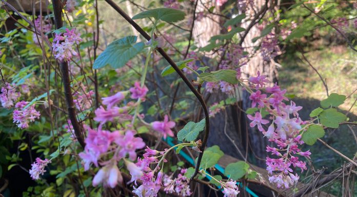 The Mountain Gardener | March Tasks in the Garden for Spring Equinox 2026 Red Flowering Currant