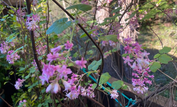 Red Flowering Currant