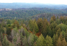 Big Basin gains 153 acres in first expansion in 15 years NoraBella property