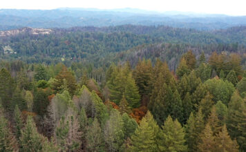 Big Basin gains 153 acres in first expansion in 15 years NoraBella property