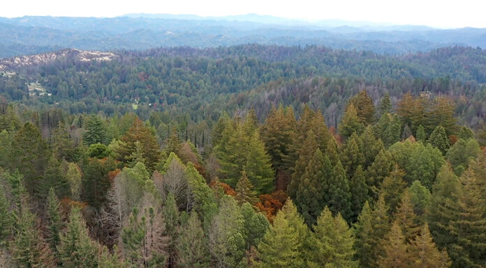 Big Basin gains 153 acres in first expansion in 15 years NoraBella property