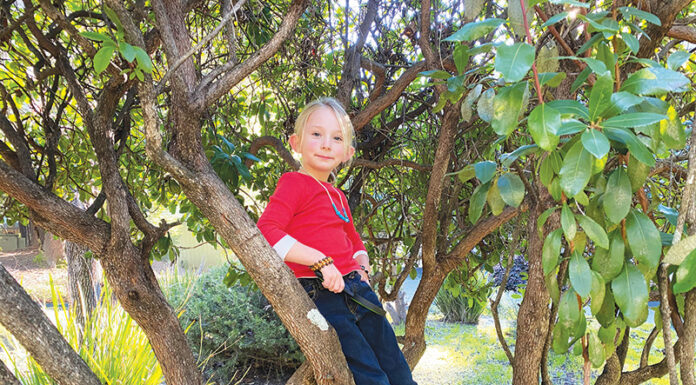 The Mountain Gardener | Celebrate Earth Day 2026 Grace in tree