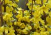 The Mountain Gardener | Survivors in the Garden forsythia Kolgold