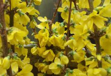 The Mountain Gardener | Survivors in the Garden forsythia Kolgold