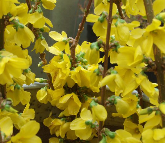 The Mountain Gardener | Survivors in the Garden forsythia Kolgold