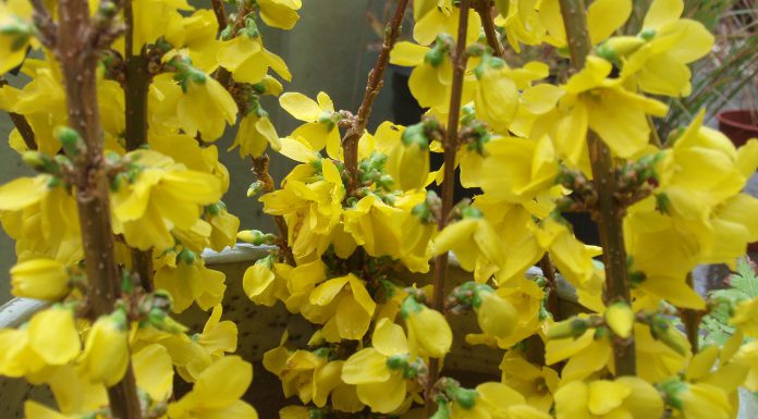 The Mountain Gardener | Survivors in the Garden forsythia Kolgold