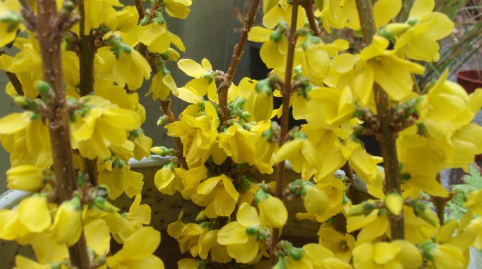 forsythia Kolgold