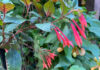 The Mountain Gardener | Integrated Pest Management in the Garden Gartenmeister fuchsia