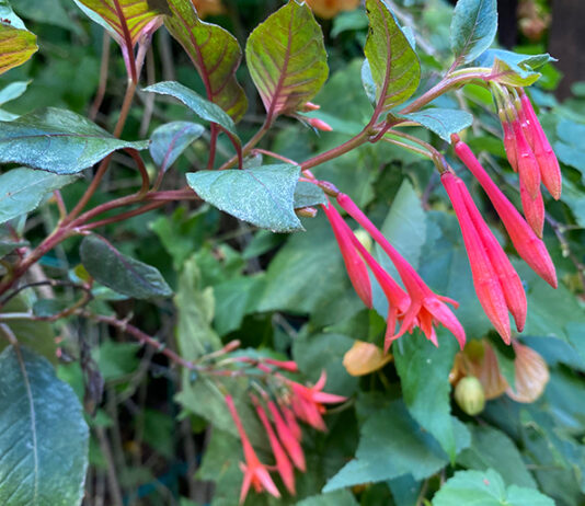 The Mountain Gardener | Integrated Pest Management in the Garden Gartenmeister fuchsia