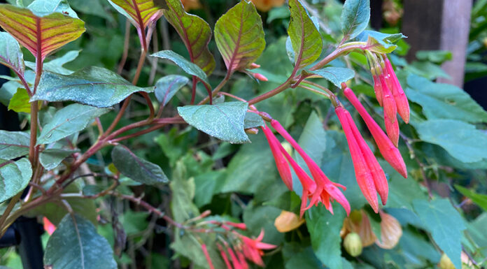The Mountain Gardener | Integrated Pest Management in the Garden Gartenmeister fuchsia