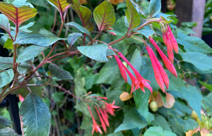 Gartenmeister fuchsia