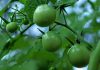 The Mountain Gardener | Veggies in the Shade green tomatoes