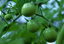 The Mountain Gardener | Veggies in the Shade green tomatoes
