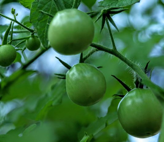 The Mountain Gardener | Veggies in the Shade green tomatoes