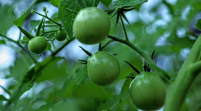 The Mountain Gardener | Veggies in the Shade green tomatoes