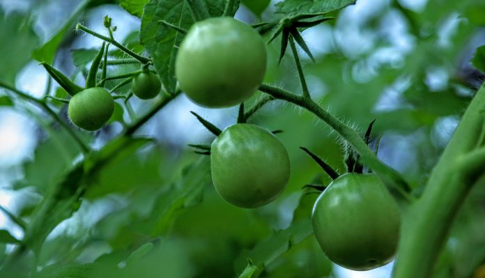 green tomatoes