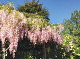 The Mountain Gardener | How to Live in Peace with a Wisteria wisteria