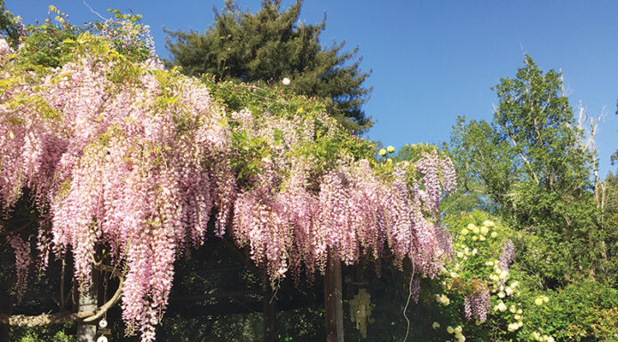 The Mountain Gardener | How to Live in Peace with a Wisteria wisteria