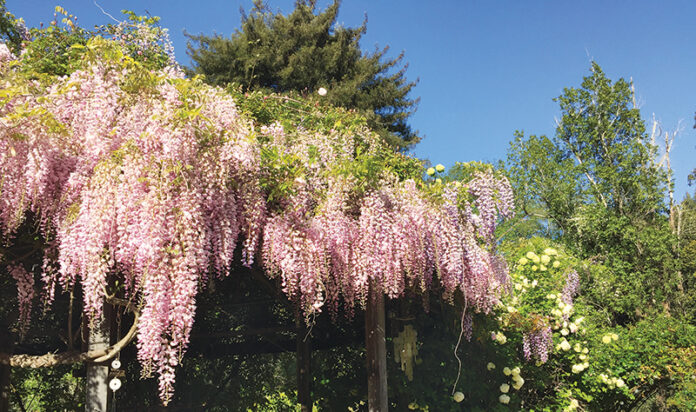 wisteria