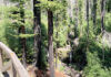 Big Basin shuttles return for summer weekends Sempervirens Falls