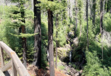 Big Basin shuttles return for summer weekends Sempervirens Falls