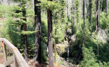 Big Basin shuttles return for summer weekends Sempervirens Falls