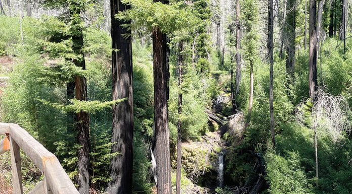 Big Basin shuttles return for summer weekends Sempervirens Falls